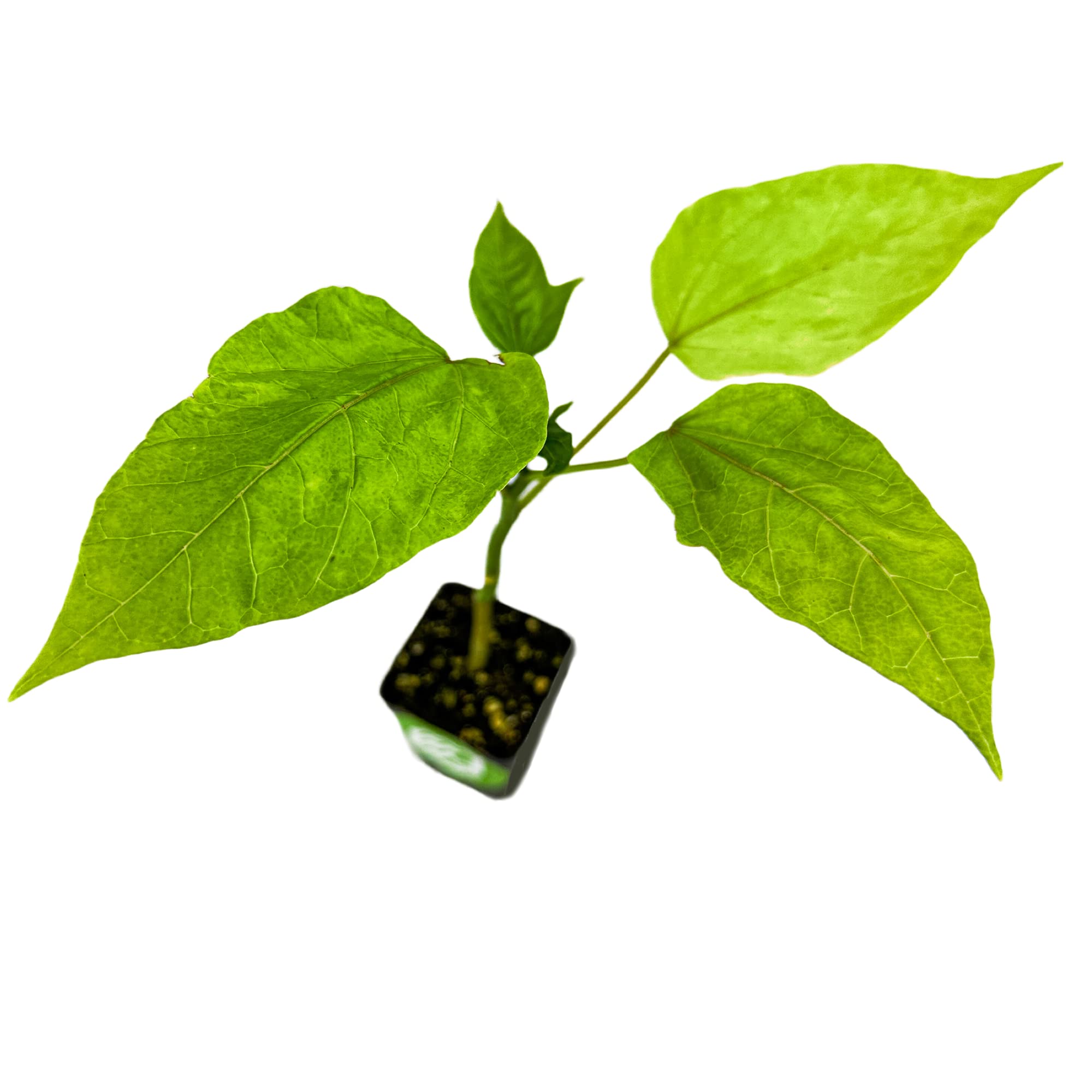 Amazon.com : Babaco Papaya (Mountain Papaya) Live Tree Plant